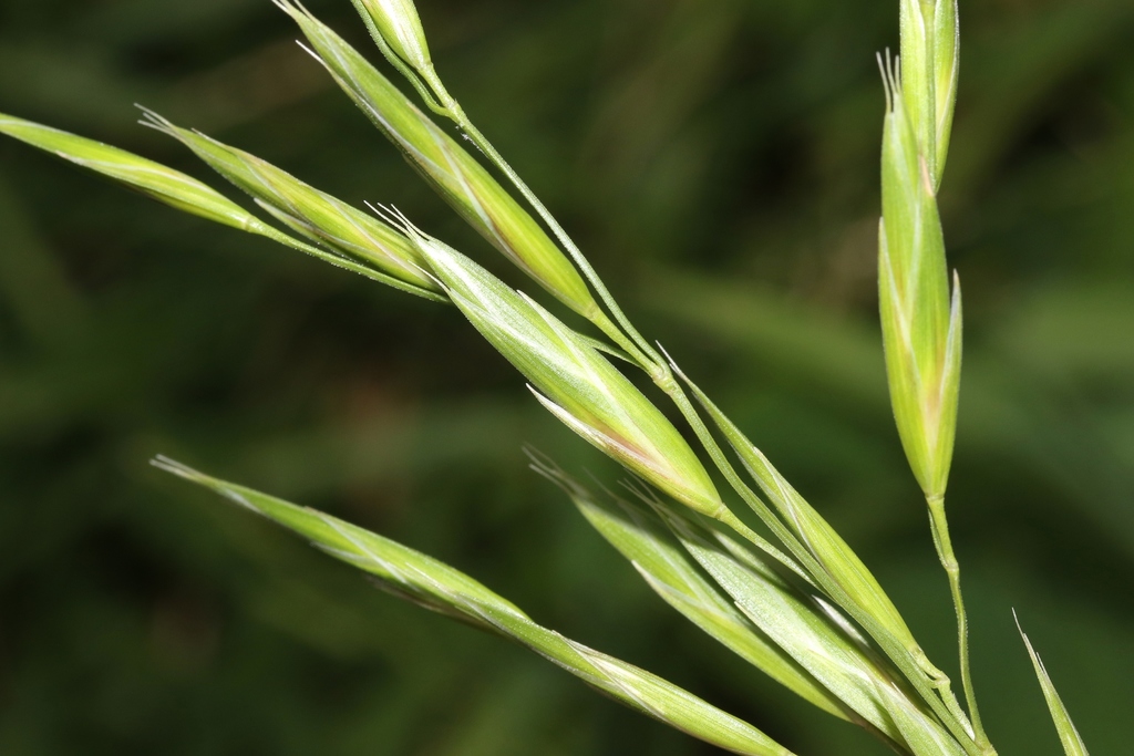 Chess grasses (Bromus spp)